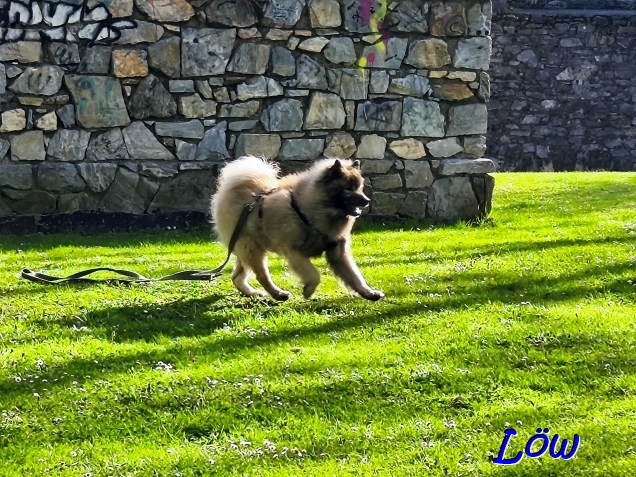 19.4.2025 - Freilauf